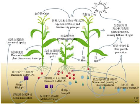 植物吸收重金屬|重金屬污染土壤以本土植物 育之探討